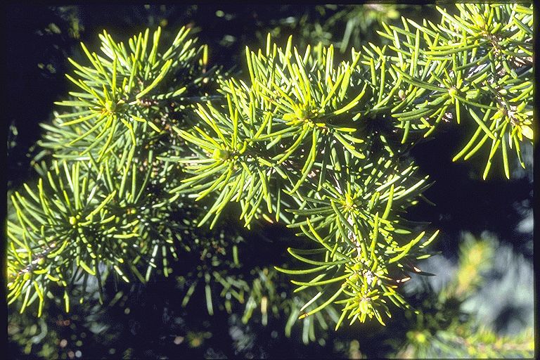 Cedrus libani 
