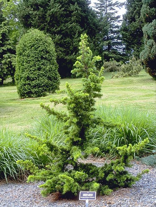 Cedrus libani 