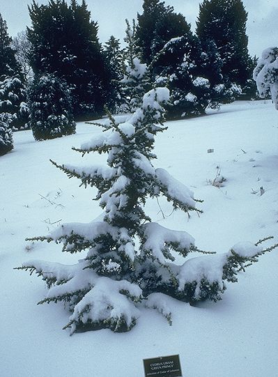 Cedrus libani 