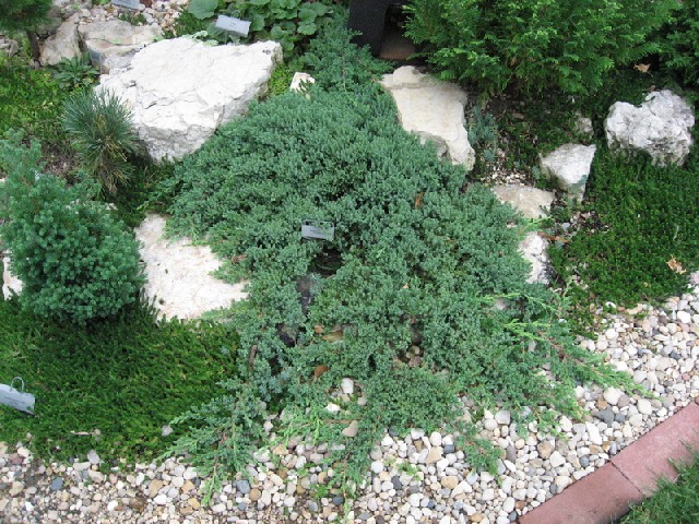 Juniperus procumbens 