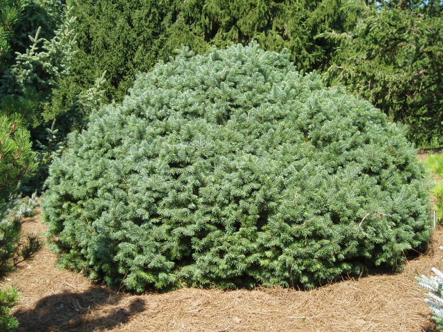 Abies lasiocarpa 