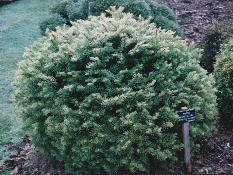 Abies lasiocarpa 
