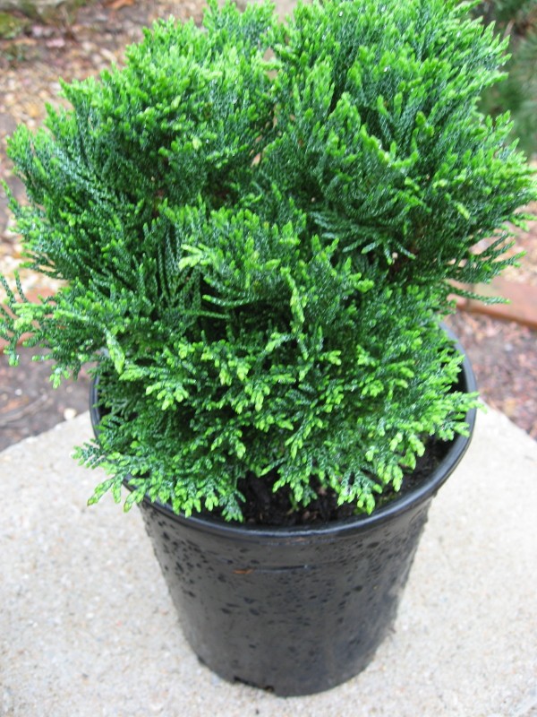 Chamaecyparis lawsoniana 