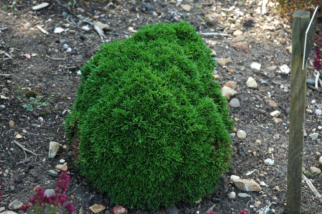 Chamaecyparis lawsoniana 
