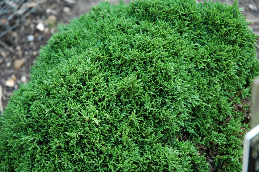 Chamaecyparis lawsoniana 