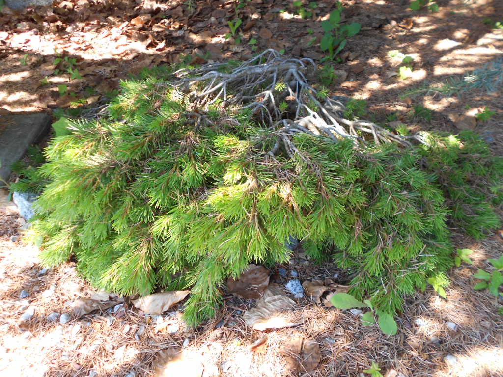 Pinus sylvestris 