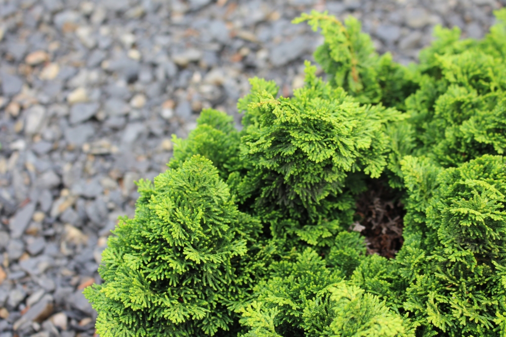 Chamaecyparis obtusa 