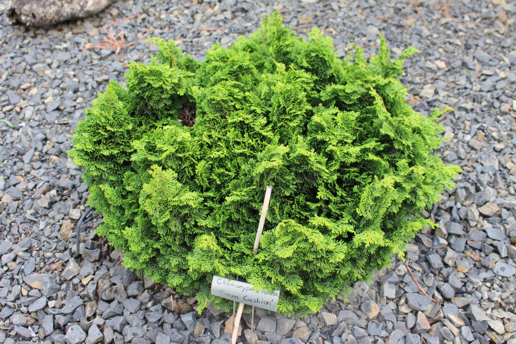 Chamaecyparis obtusa 