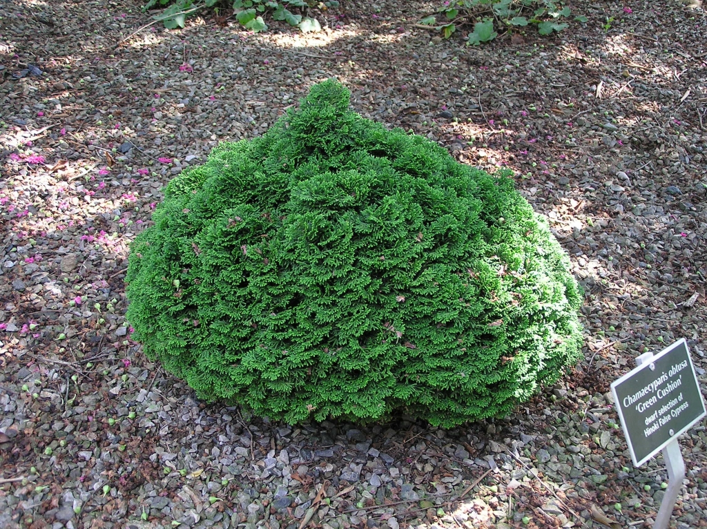 Chamaecyparis obtusa 