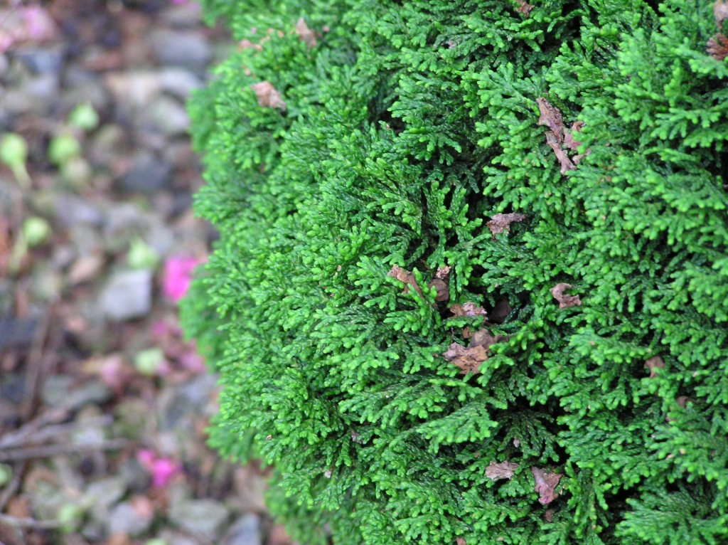Chamaecyparis obtusa 