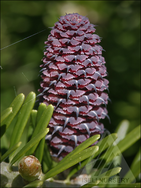 Abies koreana 