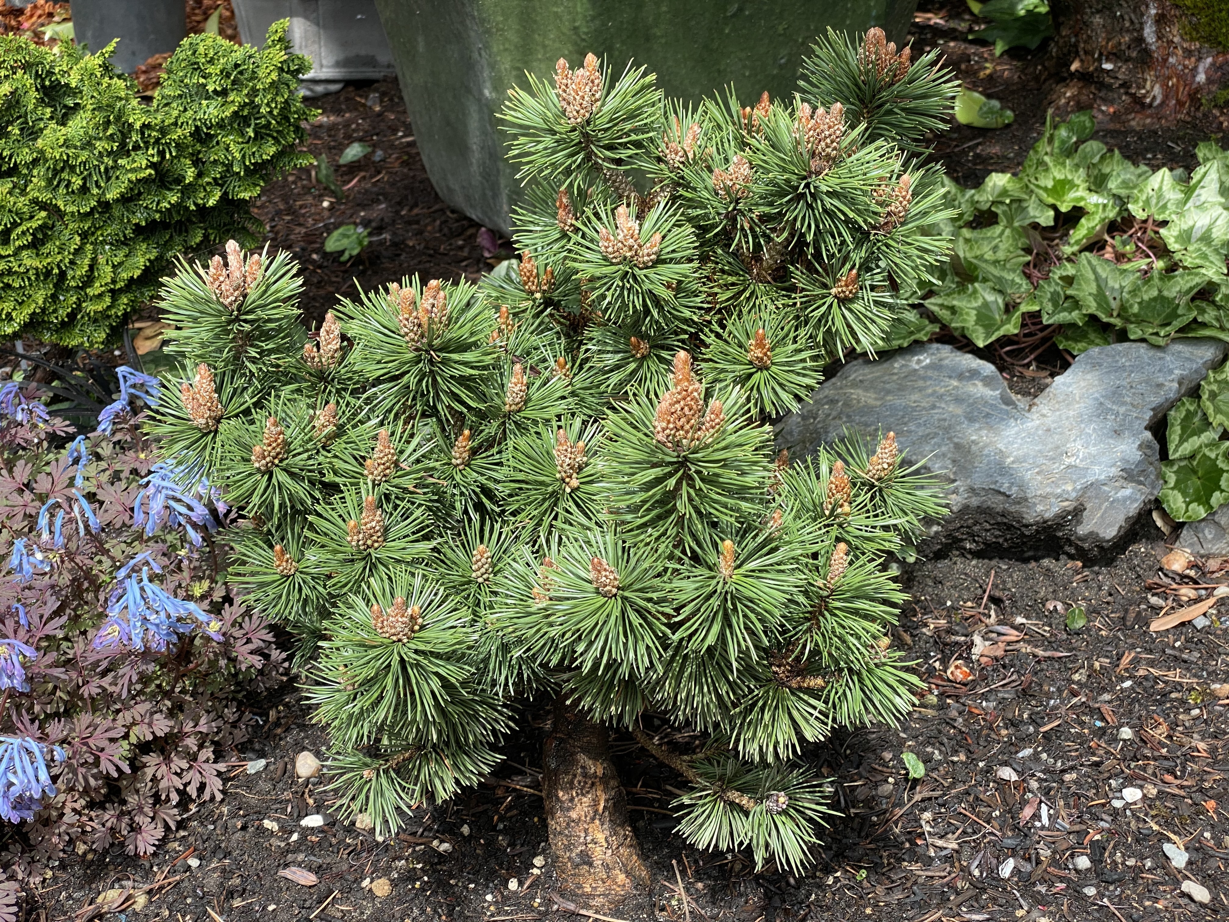 Pinus mugo 
