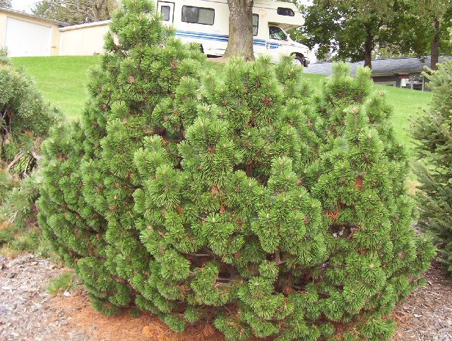 Pinus mugo 