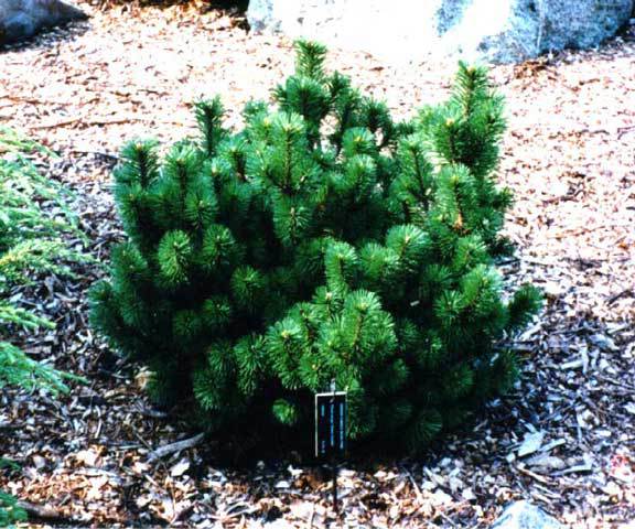 Pinus mugo 