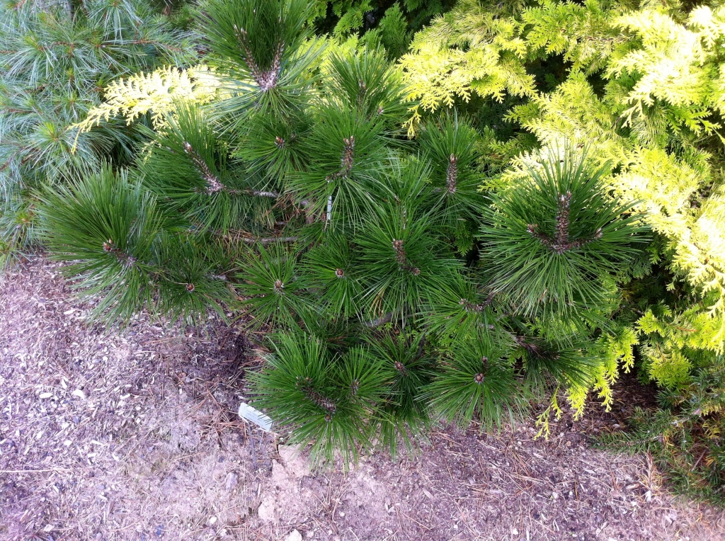 Pinus heldreichii 