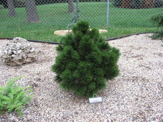 Pinus heldreichii 