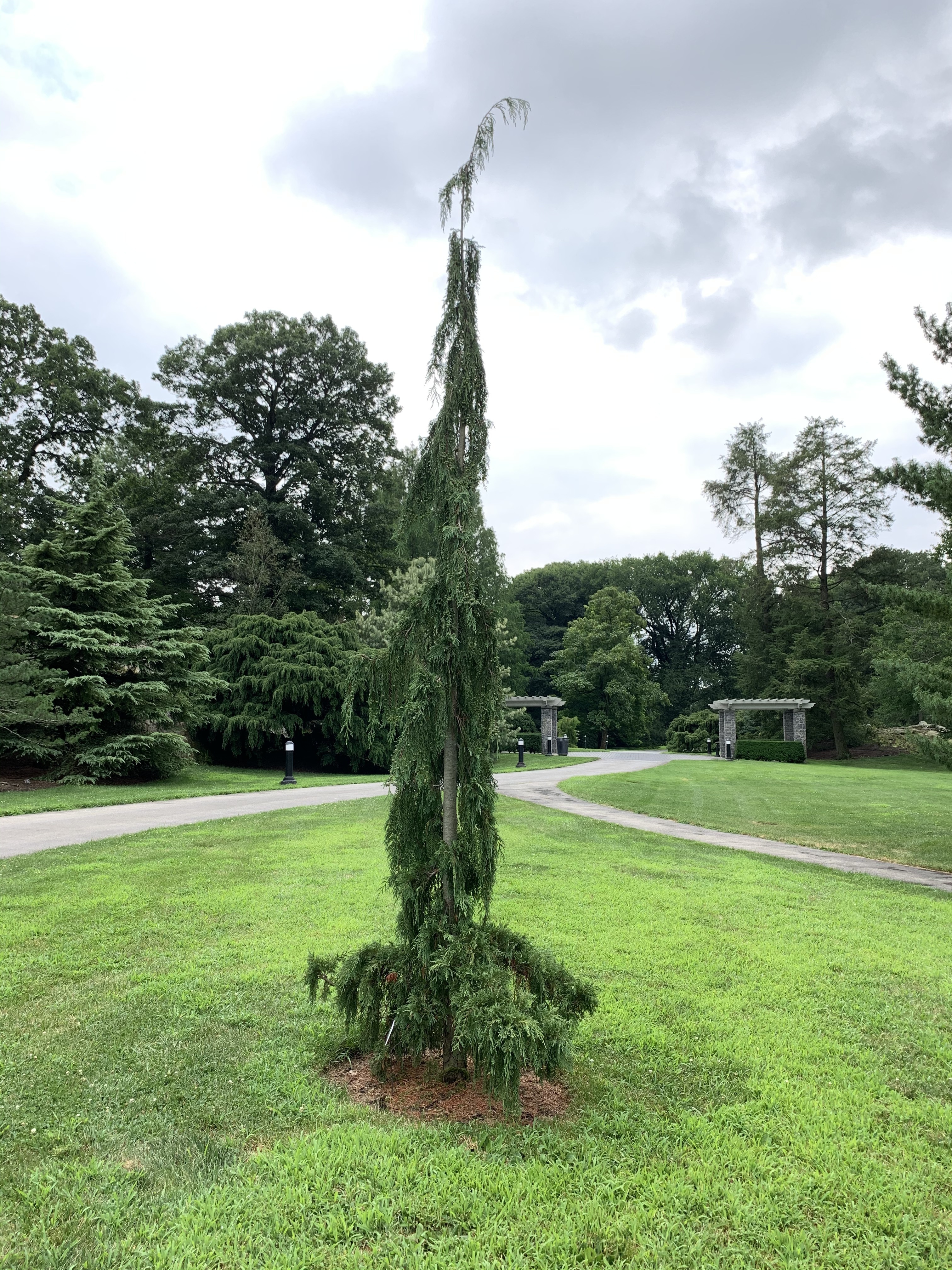 Cupressus nootkatensis 