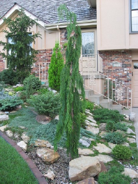 Cupressus nootkatensis 