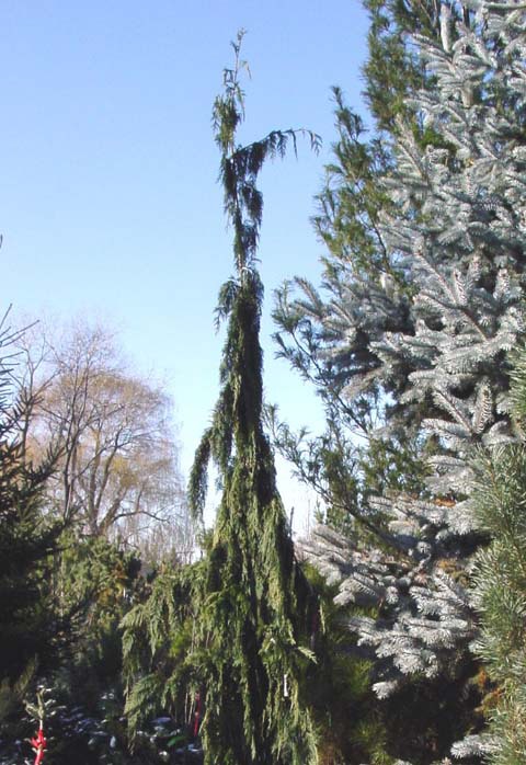 Cupressus nootkatensis 