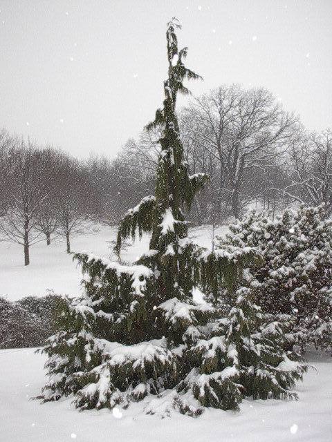 Cupressus nootkatensis 