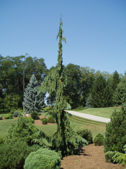 Cupressus nootkatensis 