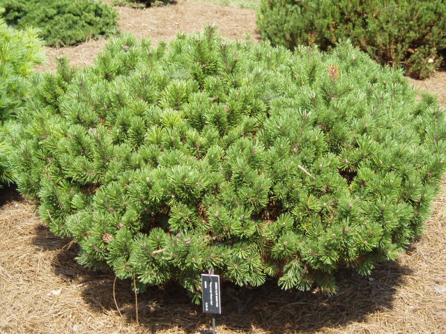 Pinus mugo 