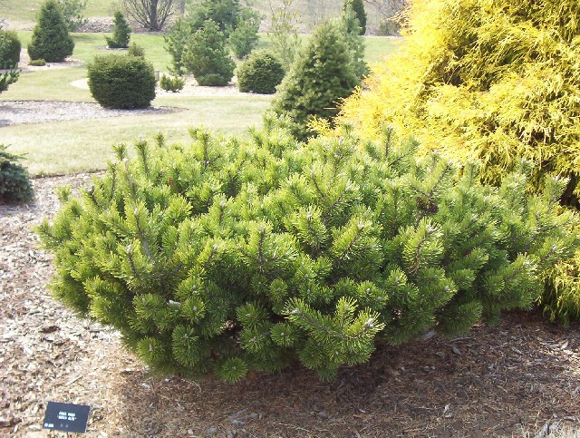 Pinus mugo 