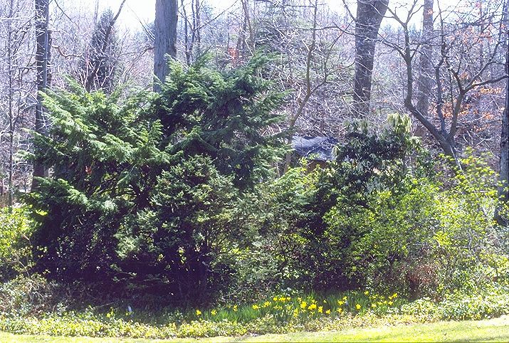 Tsuga canadensis 
