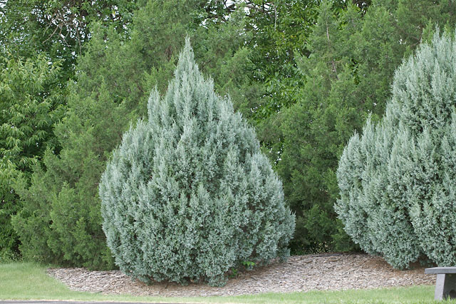 Juniperus scopulorum 