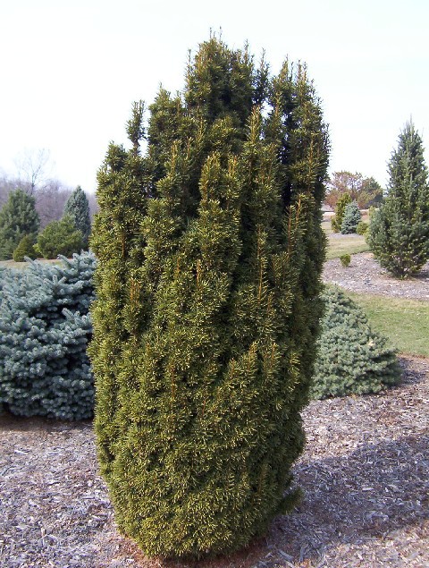 Taxus × media 