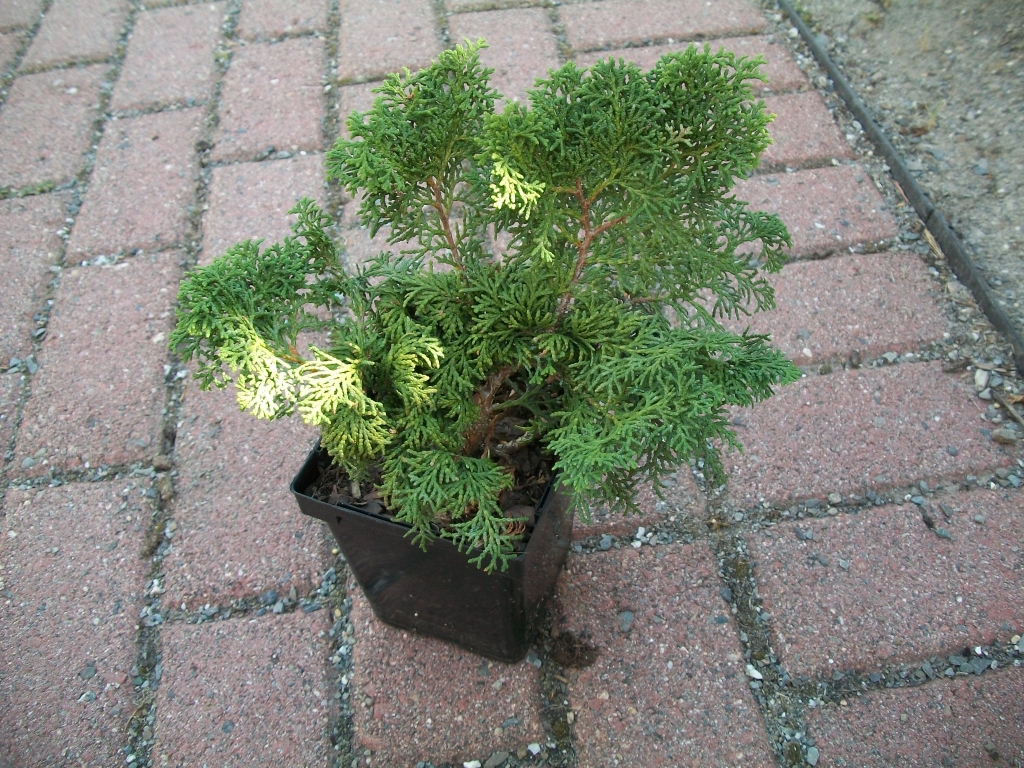 Chamaecyparis obtusa 