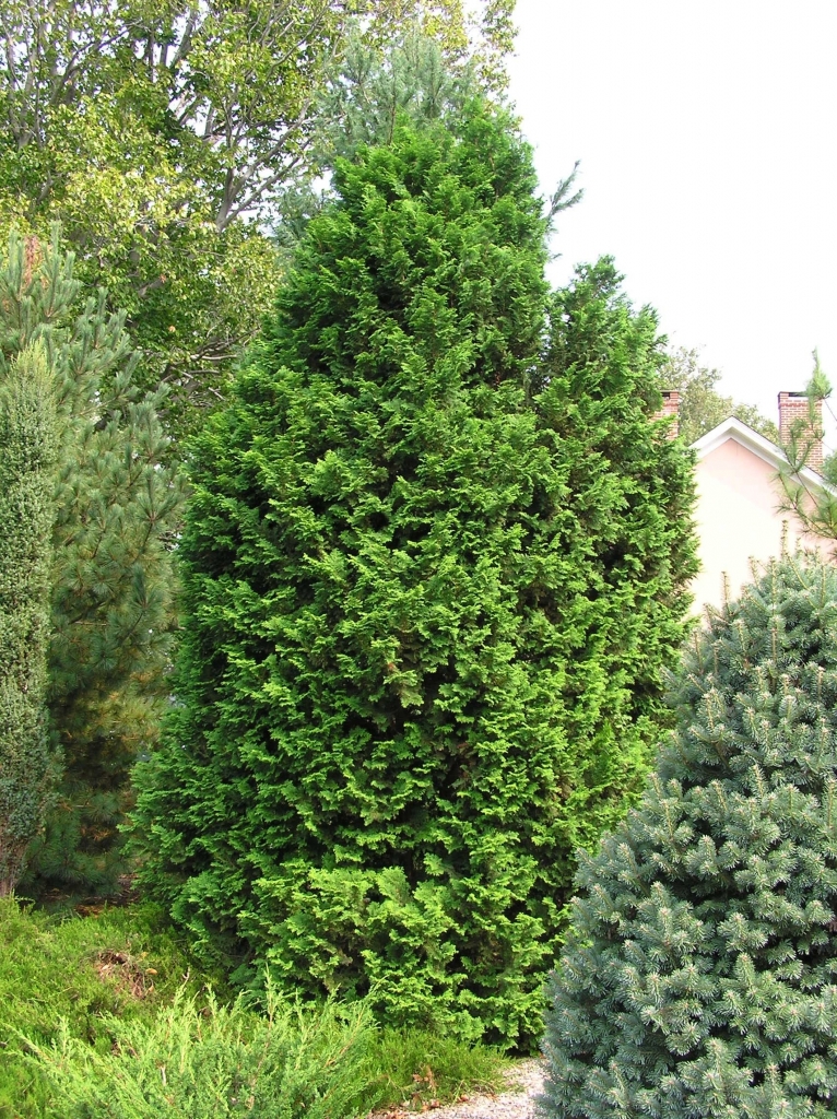 Chamaecyparis obtusa 