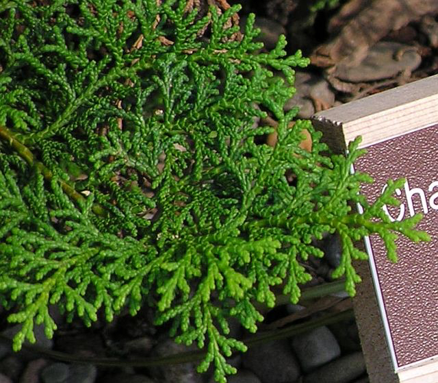 Chamaecyparis obtusa 