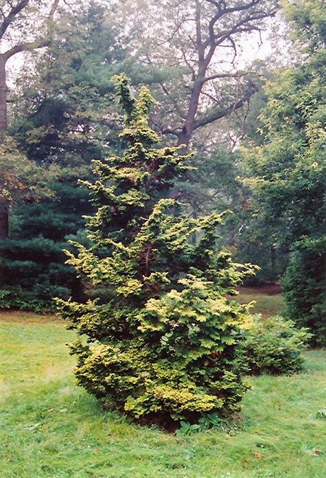 Chamaecyparis obtusa 