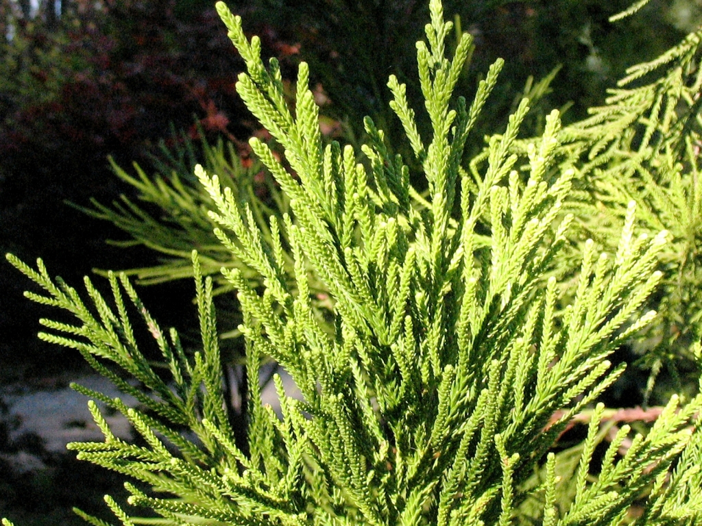 Cryptomeria japonica 