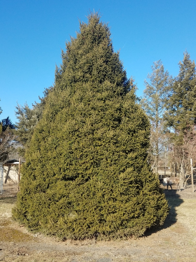 Picea orientalis 
