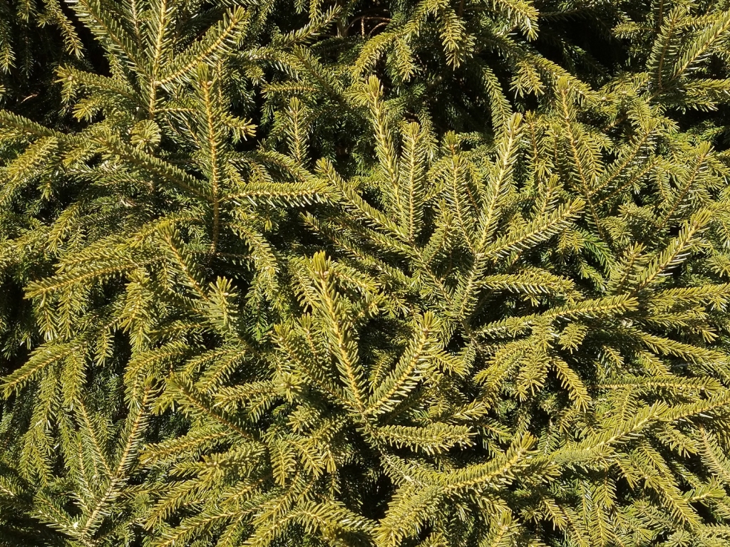 Picea orientalis 