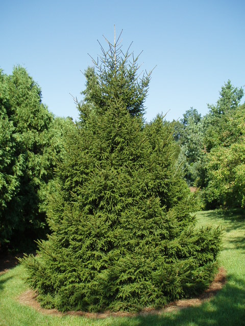 Picea orientalis 