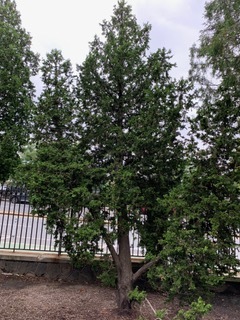 Thuja occidentalis 