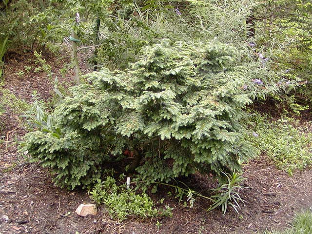 Tsuga canadensis 