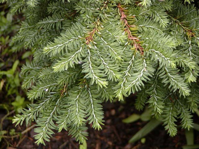 Tsuga canadensis 