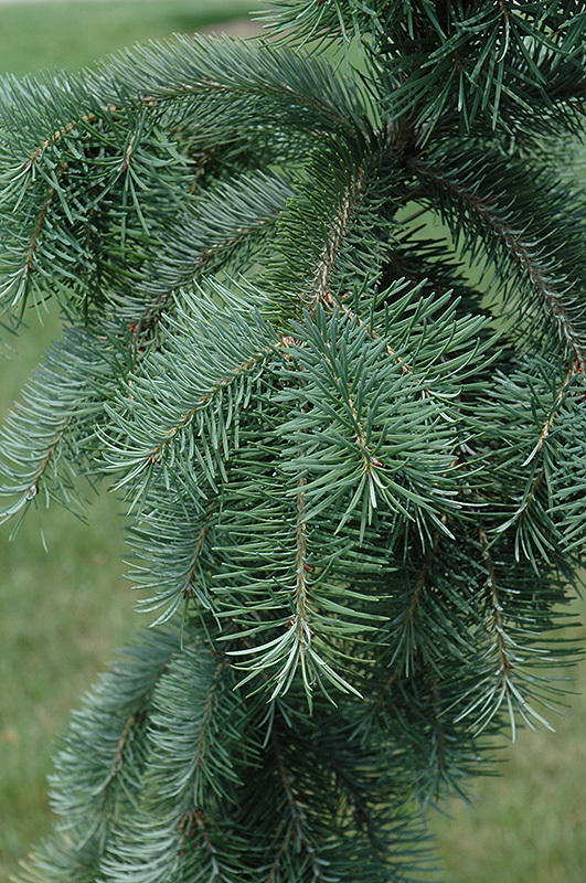 Pseudotsuga menziesii 