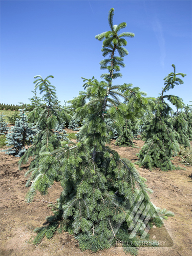 Pseudotsuga menziesii 