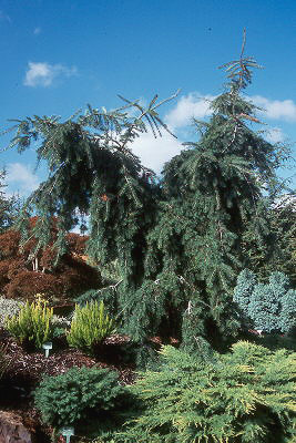 Pseudotsuga menziesii 