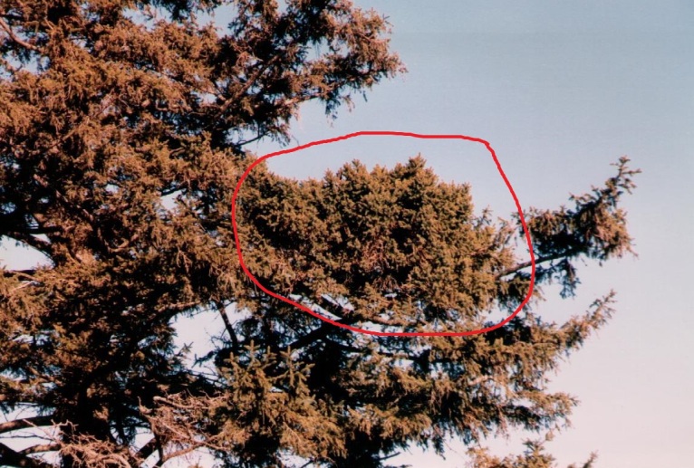 Picea abies 