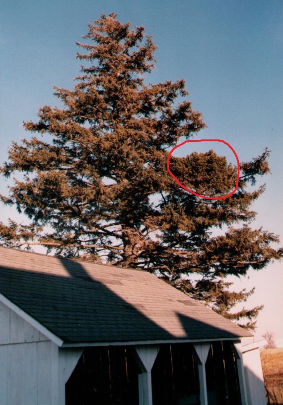 Picea abies 