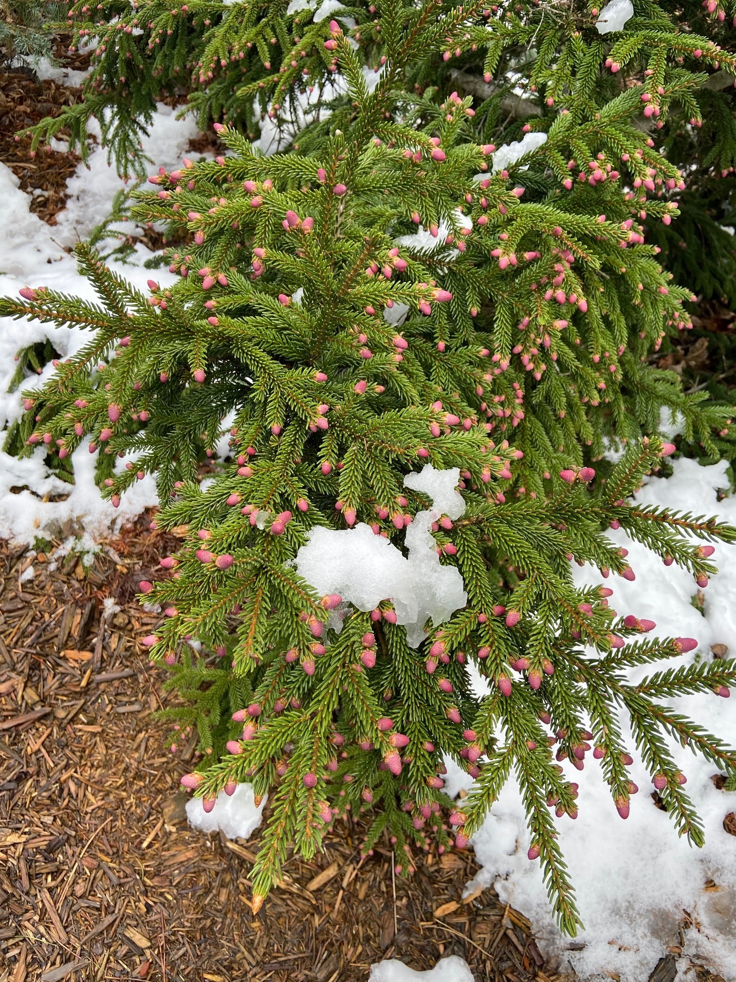Picea orientalis 