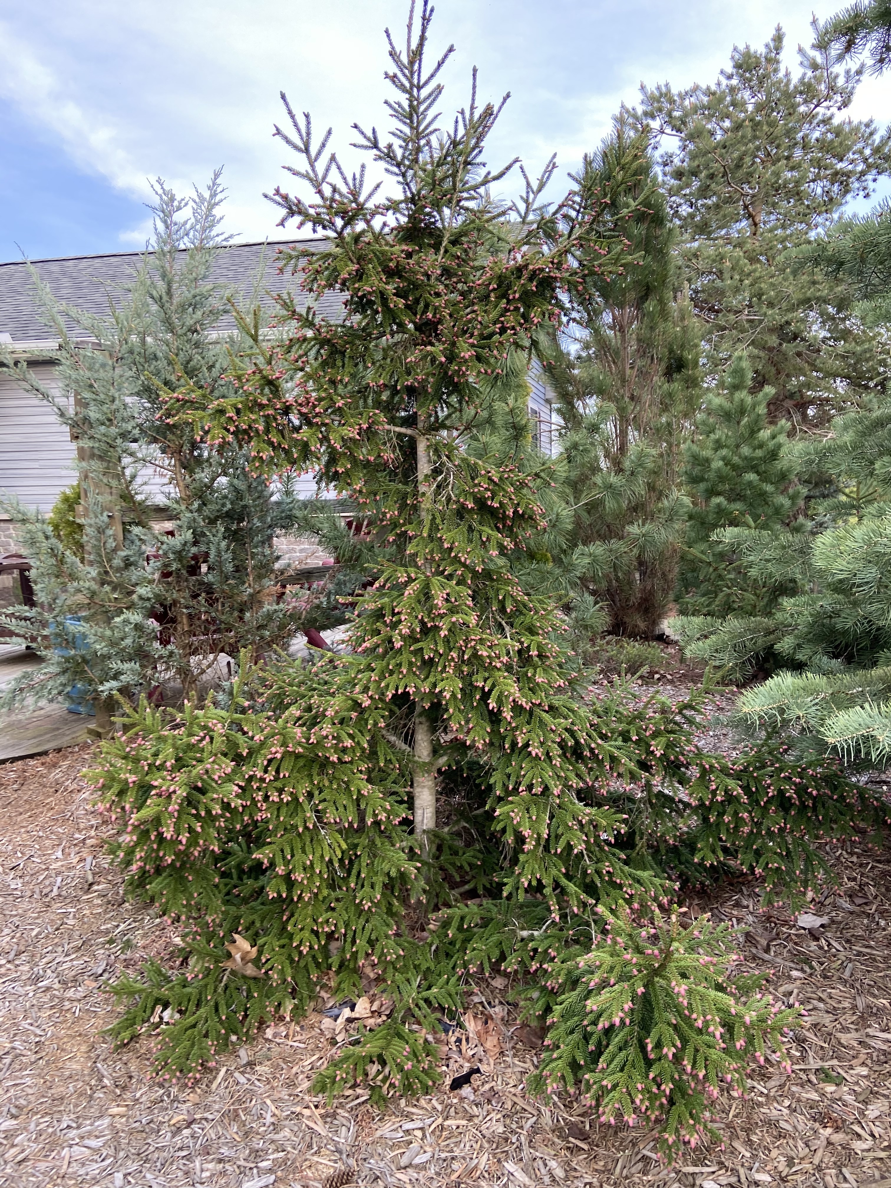 Picea orientalis 