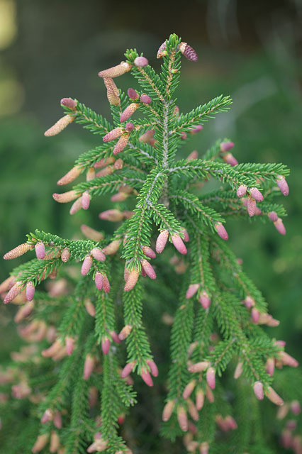 Picea orientalis 