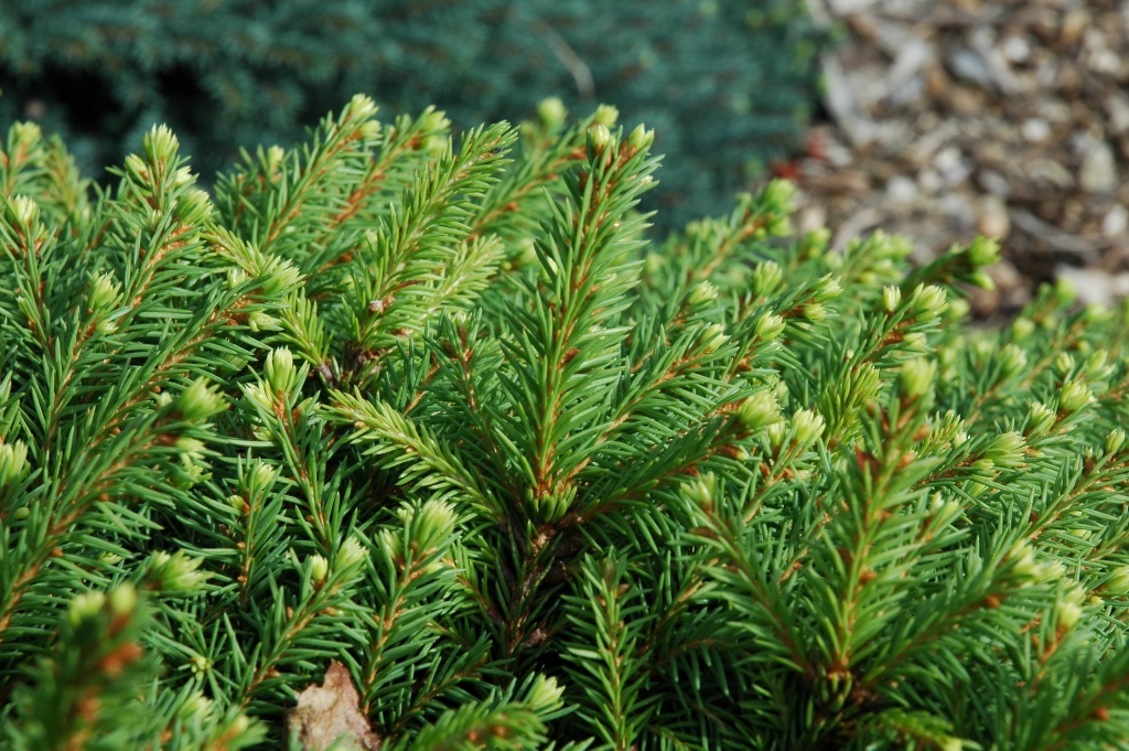 Picea abies 